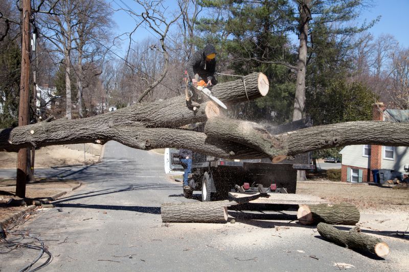 Tree Removal and Cleanup